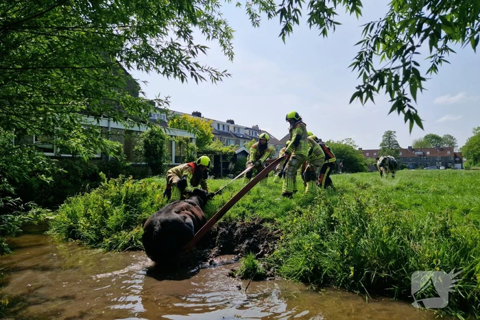 Brandweer ingezet voor koe in de sloot