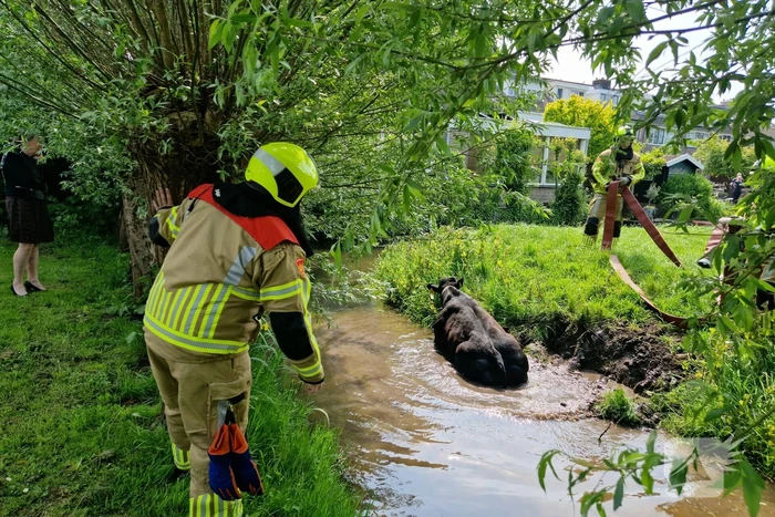 Brandweer ingezet voor koe in de sloot