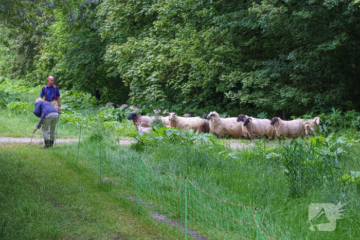 Grote kudde Schapen en Geiten ontsnapt