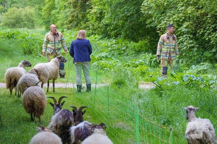 Grote kudde Schapen en Geiten ontsnapt