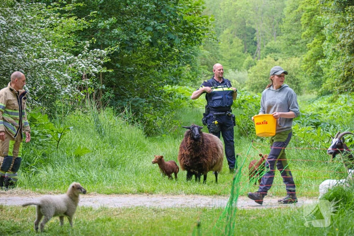 Grote kudde Schapen en Geiten ontsnapt