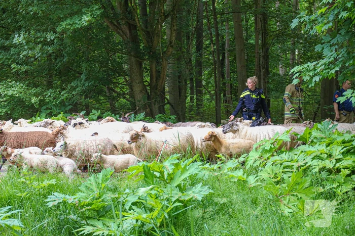 Grote kudde Schapen en Geiten ontsnapt