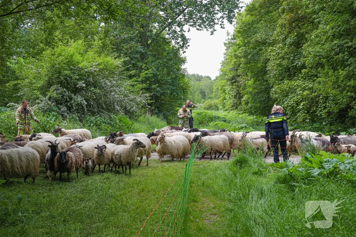 Grote kudde Schapen en Geiten ontsnapt