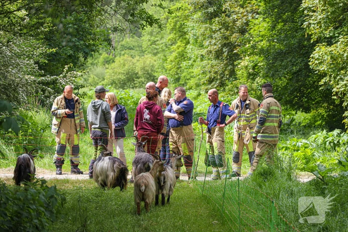 Grote kudde Schapen en Geiten ontsnapt