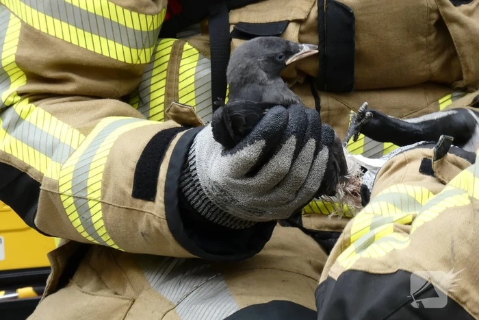 Brandweer redt vastzittende vogel