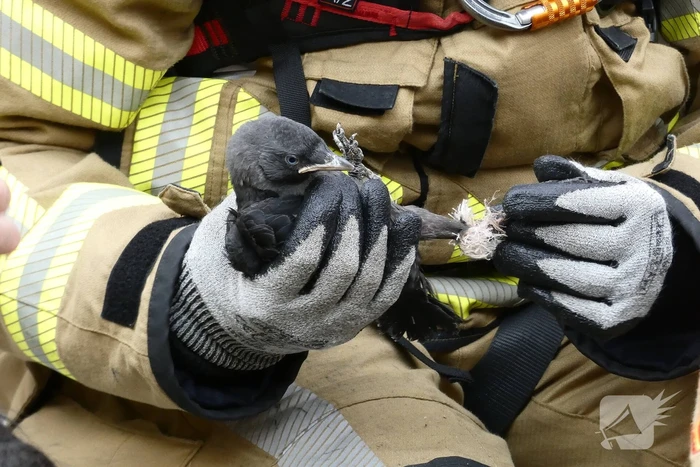 Brandweer redt vastzittende vogel