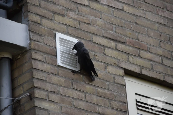 nieuws goudsbloemstraat veenendaal