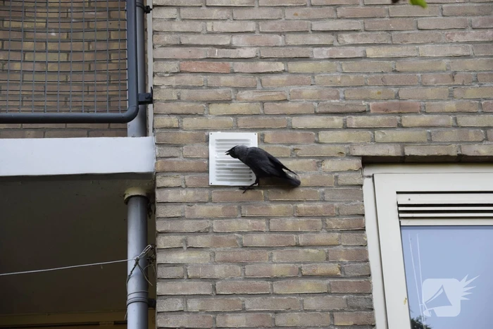 Brandweer ingezet voor vogelnest in muur
