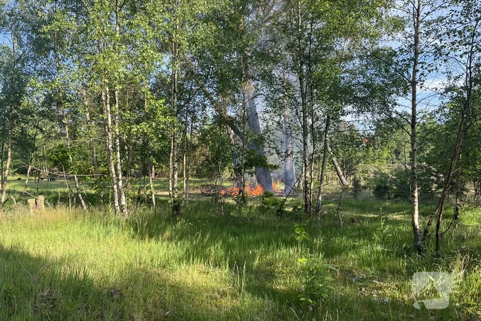 Bosbrand snel onder controle