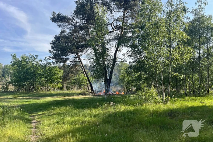 Bosbrand snel onder controle