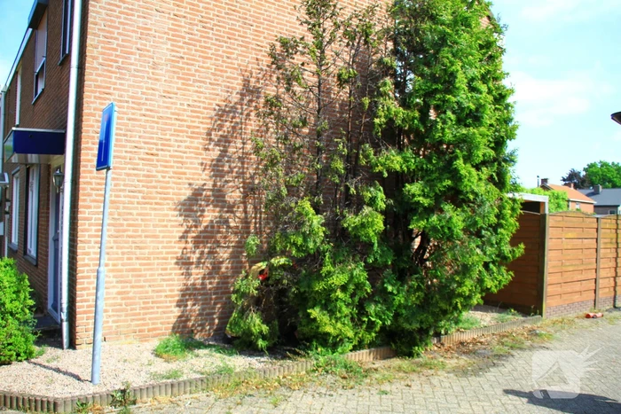 Onkruidverbranding loopt uit de hand, coniferen vatten vlam