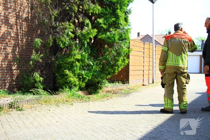 Onkruidverbranding loopt uit de hand, coniferen vatten vlam