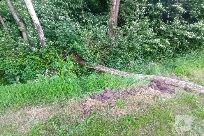 Brandweer ingezet voor omgevallen boom