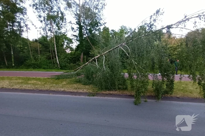 Brandweer ingezet voor omgevallen boom