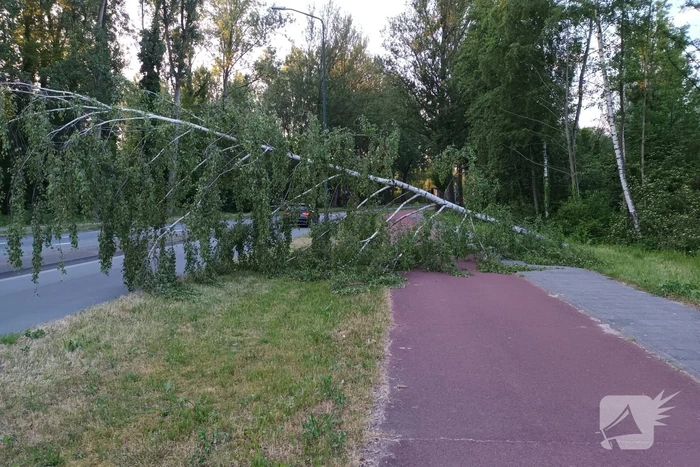 Brandweer ingezet voor omgevallen boom