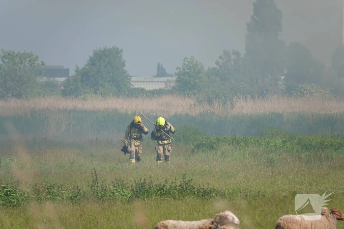Schaapjes in veiligheid gebracht bij hevige rietbrand