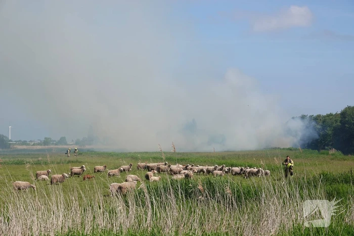 Schaapjes in veiligheid gebracht bij hevige rietbrand