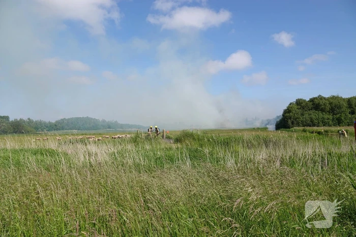 Schaapjes in veiligheid gebracht bij hevige rietbrand