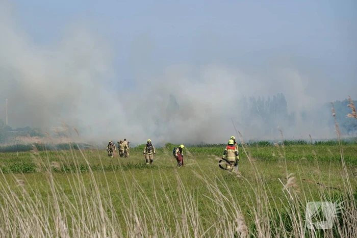 Schaapjes in veiligheid gebracht bij hevige rietbrand