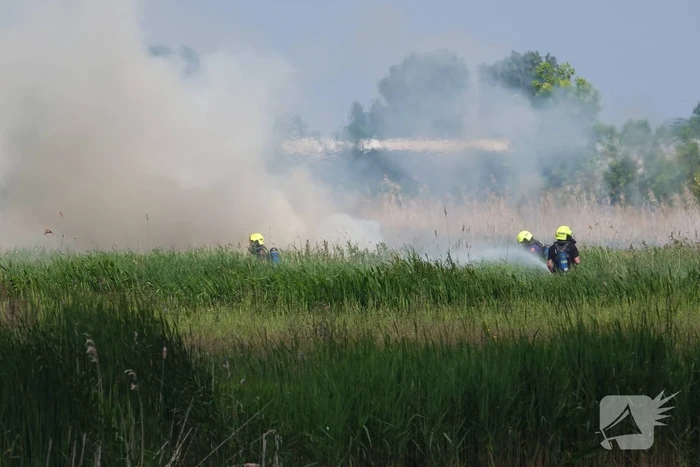Schaapjes in veiligheid gebracht bij hevige rietbrand
