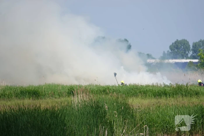 Schaapjes in veiligheid gebracht bij hevige rietbrand