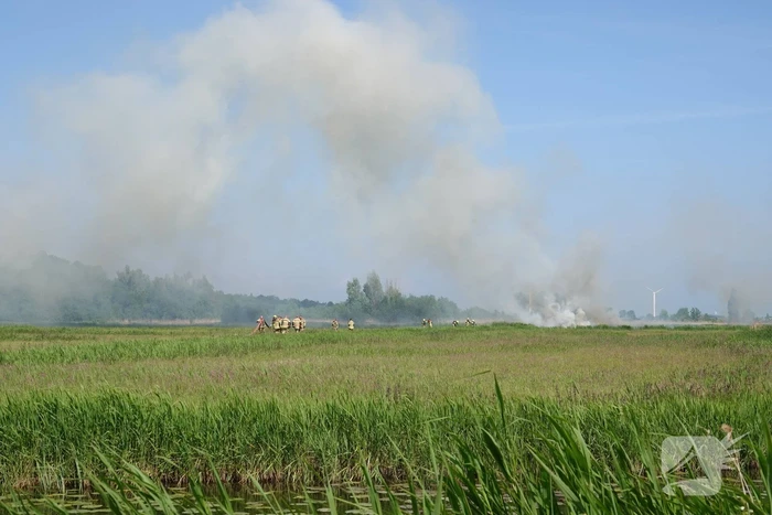Schaapjes in veiligheid gebracht bij hevige rietbrand