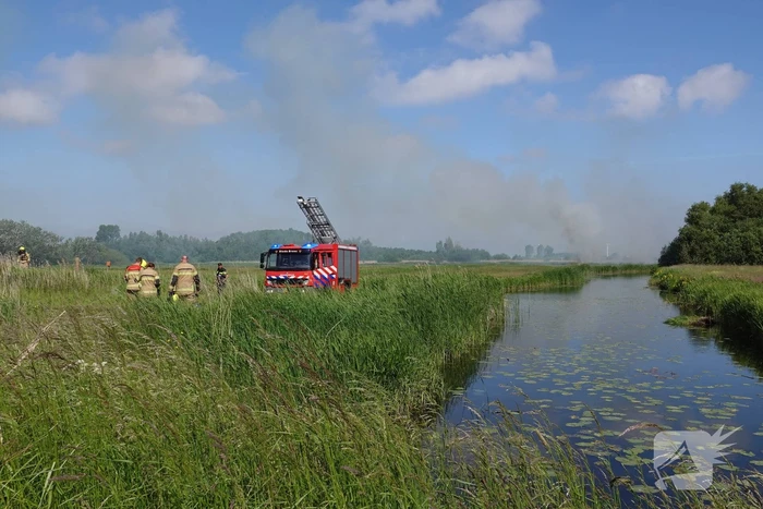 Schaapjes in veiligheid gebracht bij hevige rietbrand