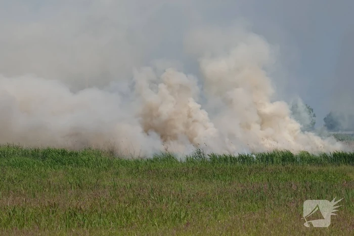 Schaapjes in veiligheid gebracht bij hevige rietbrand