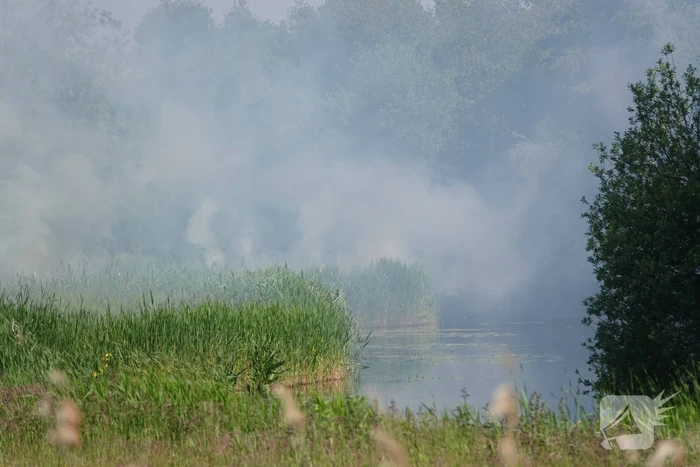 Schaapjes in veiligheid gebracht bij hevige rietbrand