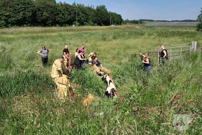 Brandweer haalt paard uit de sloot