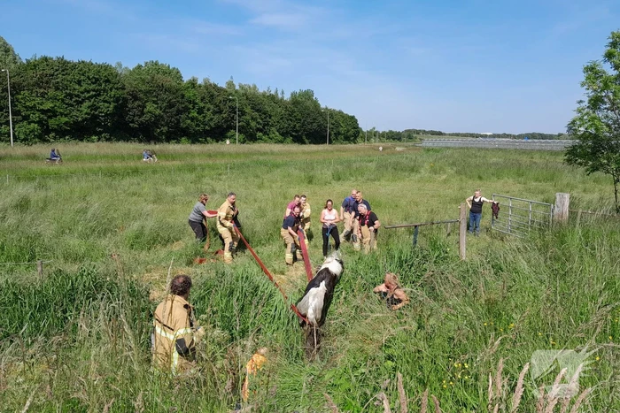 Brandweer haalt paard uit de sloot