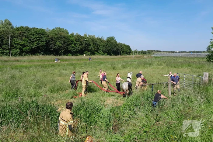 Brandweer haalt paard uit de sloot