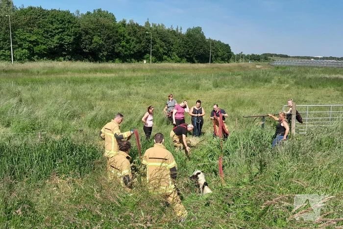 Brandweer haalt paard uit de sloot