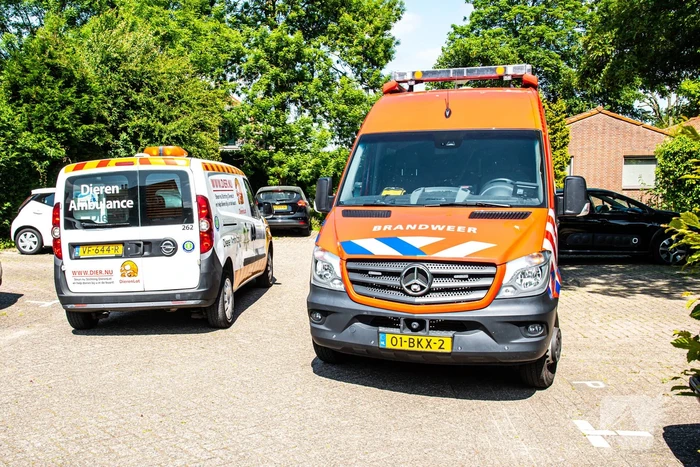 Sluwe kat weet brandweer opnieuw te slim af te zijn