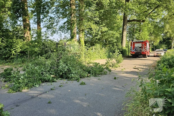 Loshangende tak vormt groot gevaar voor voorbijgangers