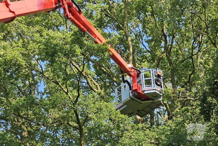 Loshangende tak vormt groot gevaar voor voorbijgangers