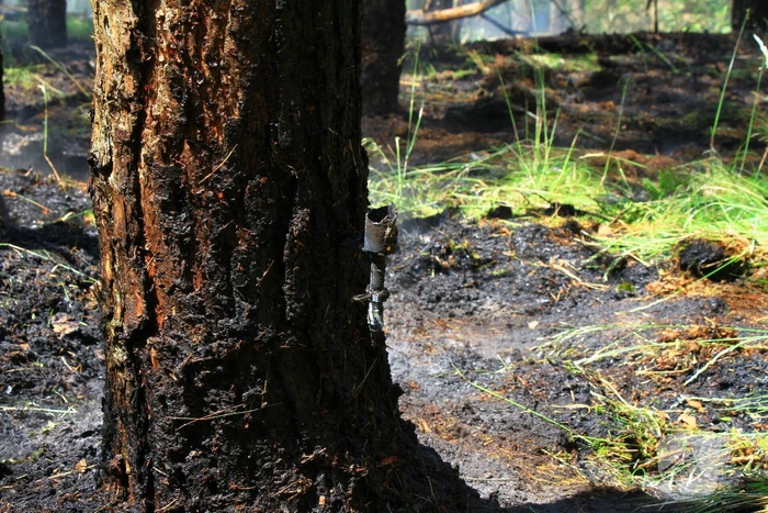 Brandweer bestrijdt hevige brand in natuurgebied