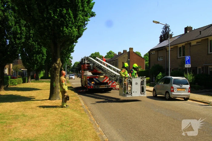 Kat in nood brandweer zet hoogwerker in voor reddingsactie