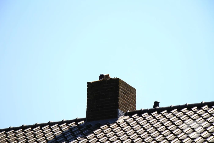 Kat in nood brandweer zet hoogwerker in voor reddingsactie