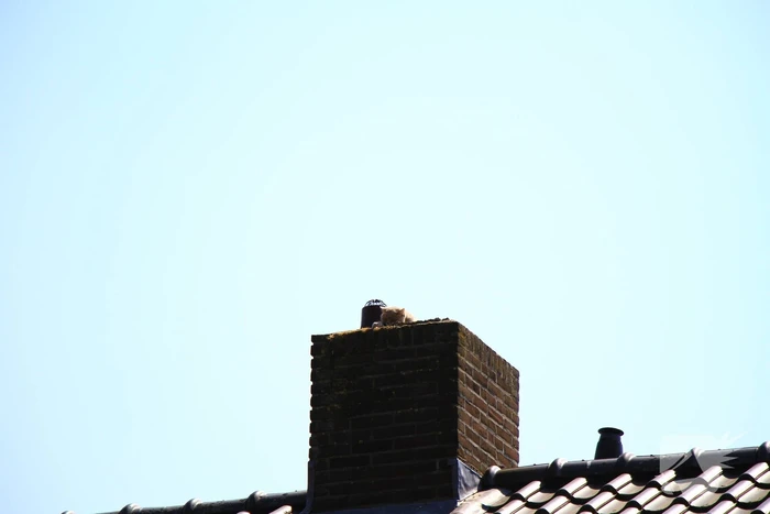 Kat in nood brandweer zet hoogwerker in voor reddingsactie