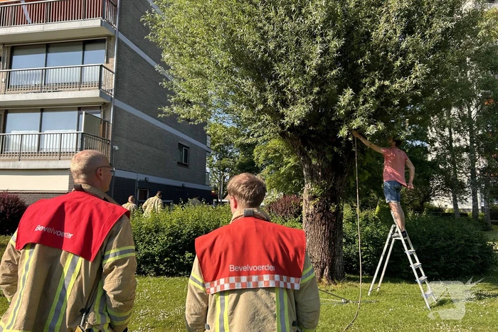 Brand in boom snel onder controle