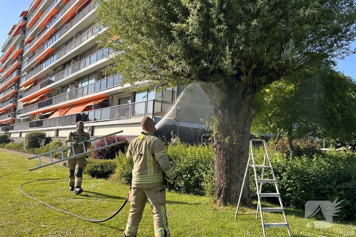Brand in boom snel onder controle
