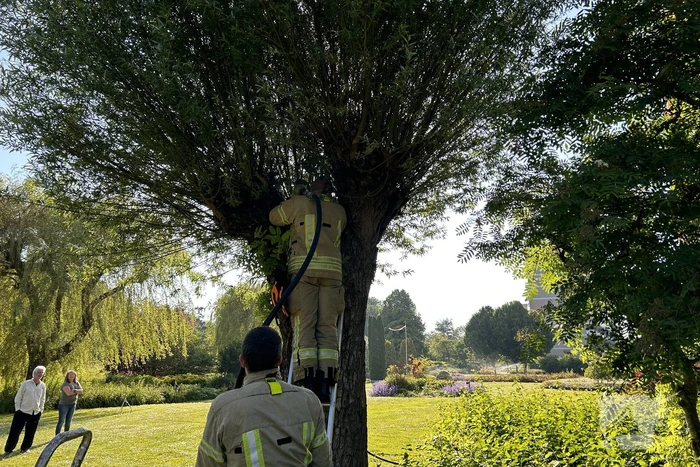 Brand in boom snel onder controle