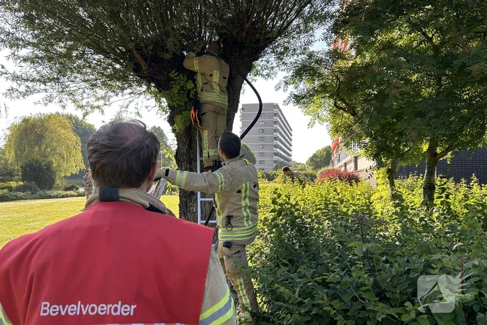 Brand in boom snel onder controle