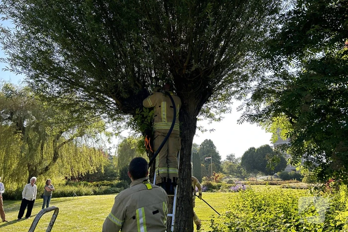 Brand in boom snel onder controle