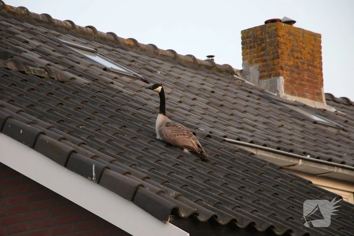 nieuws houtkrocht noordwijk