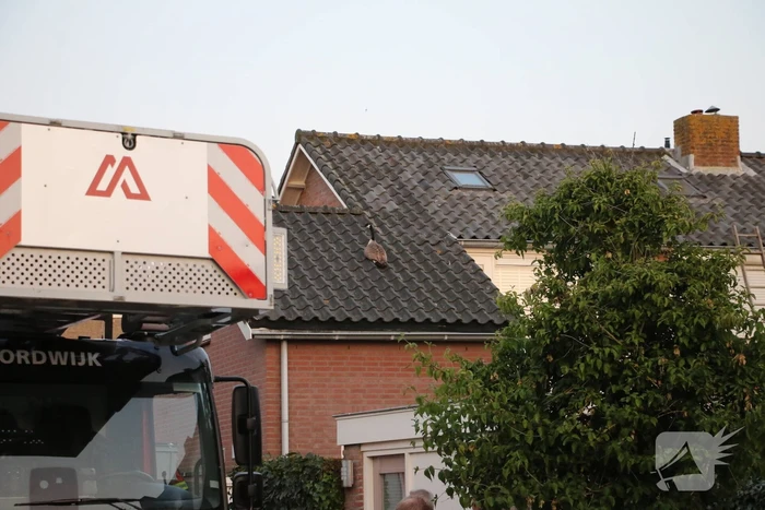 Brandweer ingezet voor gans op dak van schuur