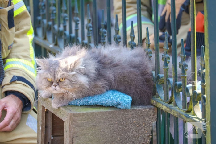 Brandweer bevrijdt kat Gijs uit hek