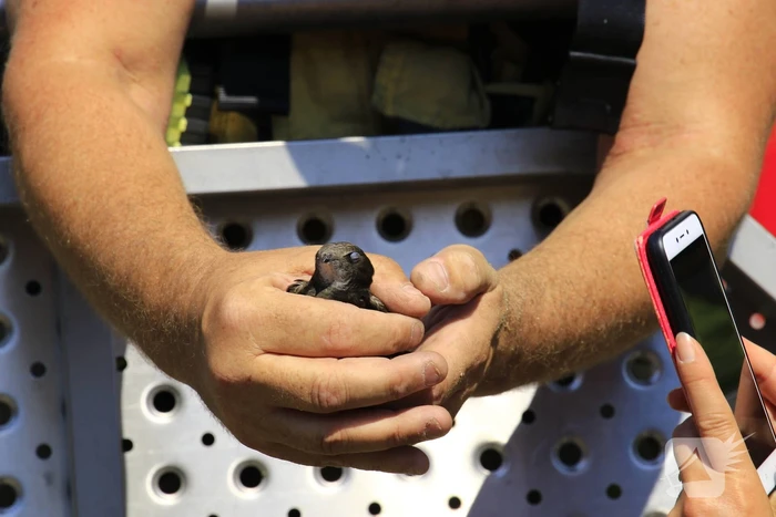 Geldropse brandweer bevrijdt vastzittende vogel onder dak