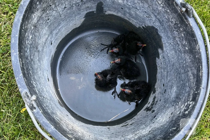 Waterhoentjes gered door brandweer